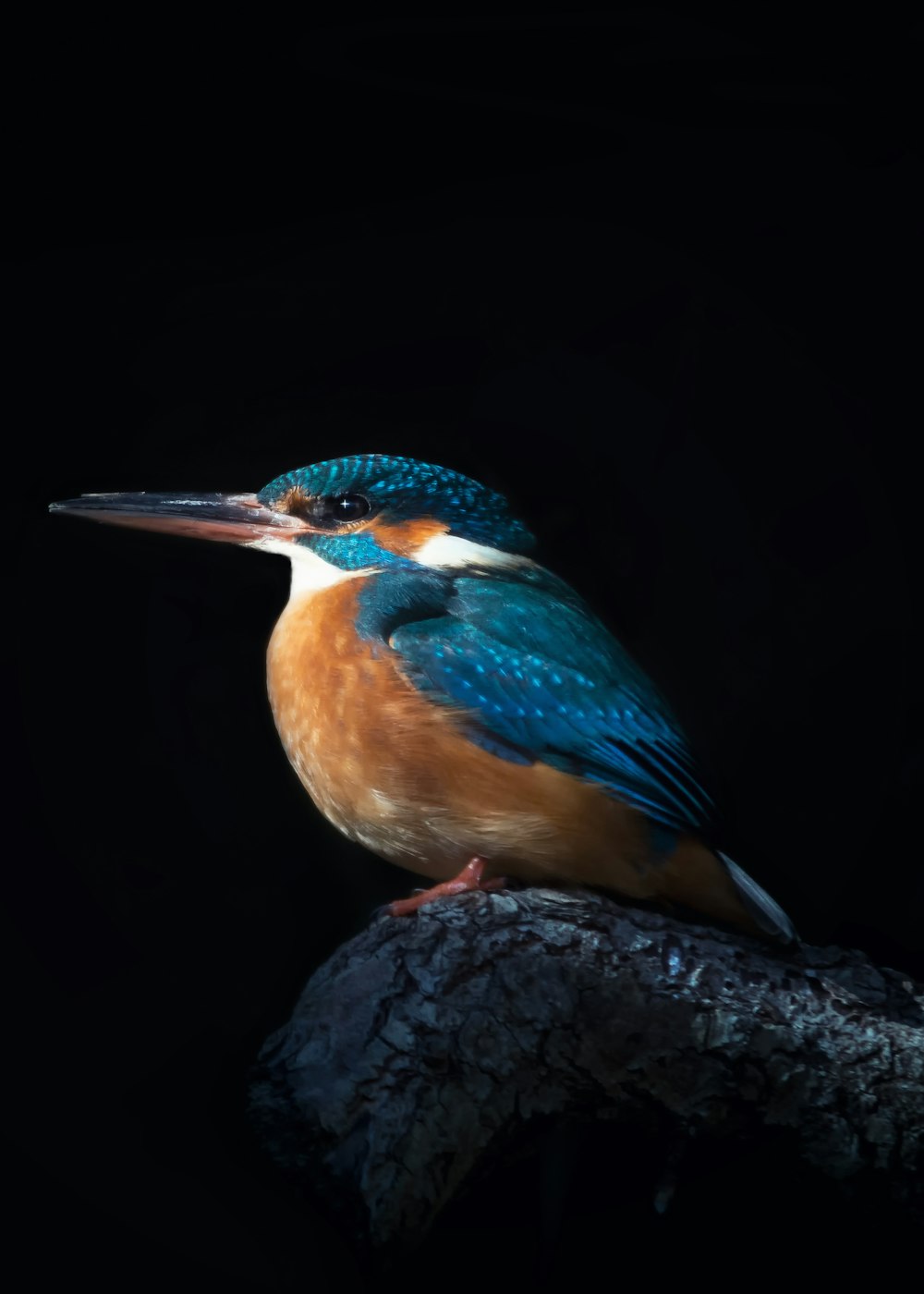 Blauer und brauner Vogel auf Felsen