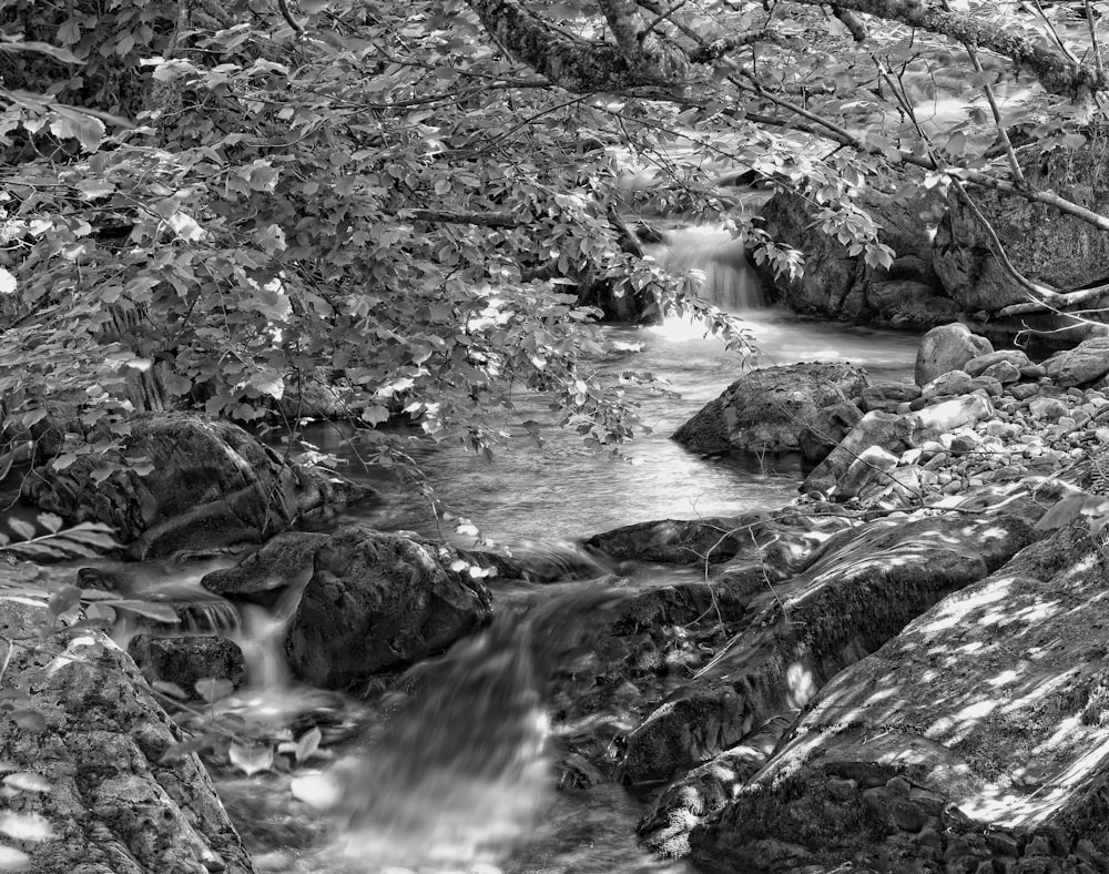 Foto en escala de grises del río