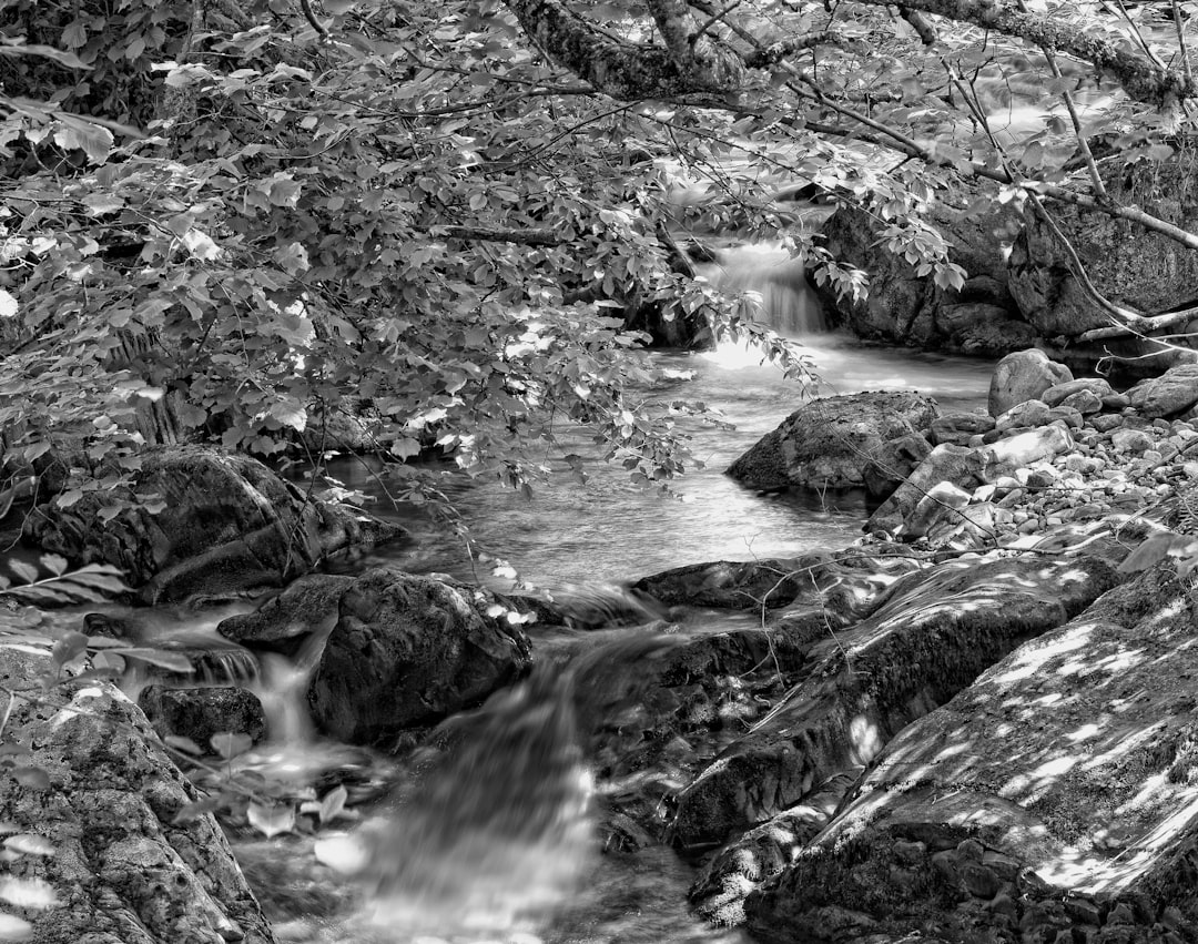 grayscale photo of river