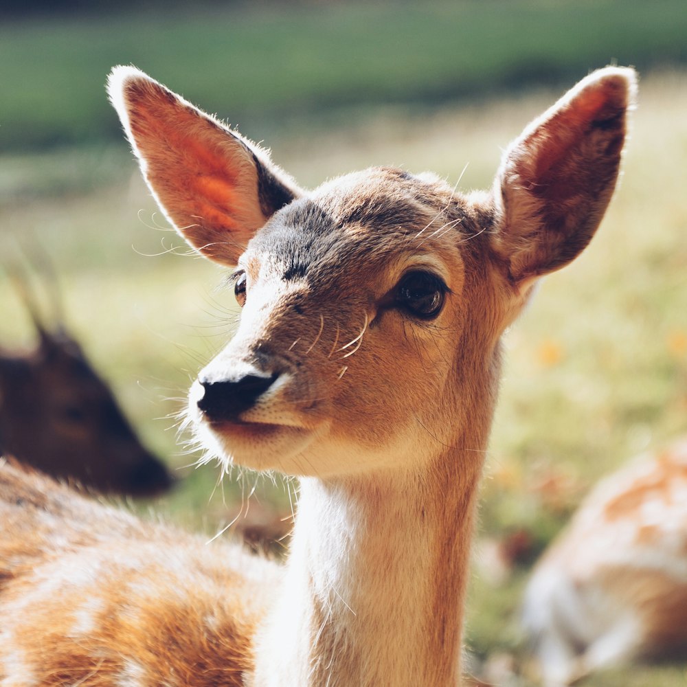 Dik Dik pendant la journée