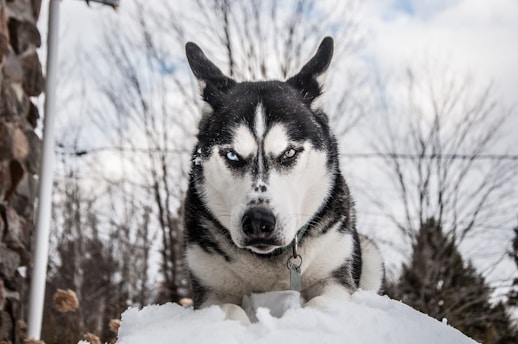 german shepherd husky mix
