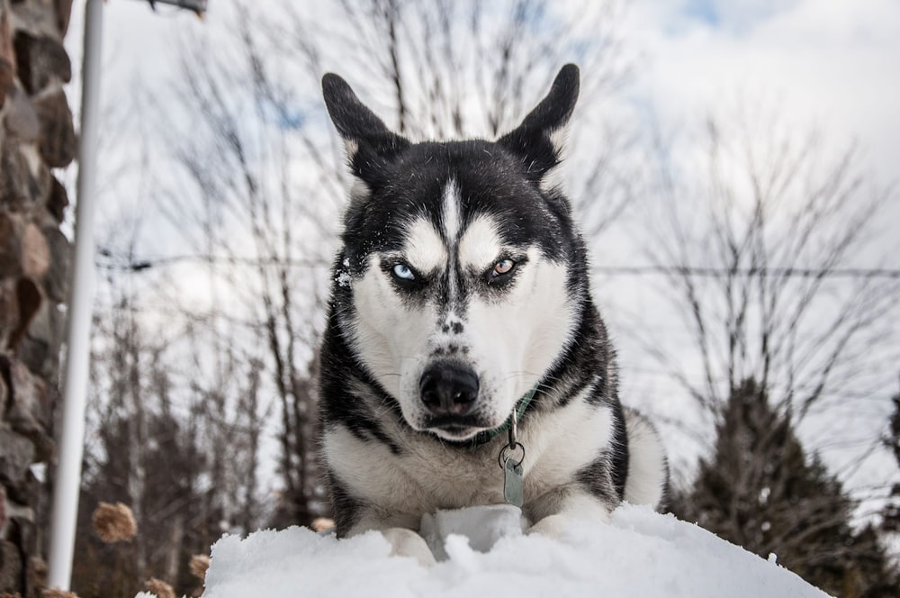 Husky sibérien sur la neige pendant la journée