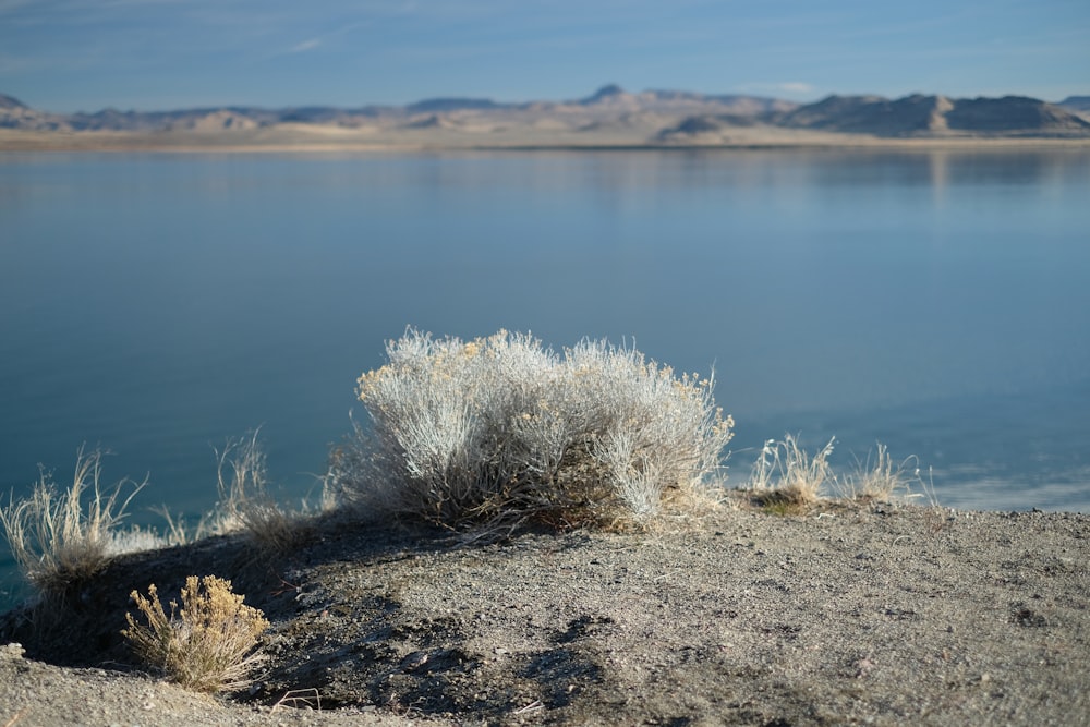 body of water near land