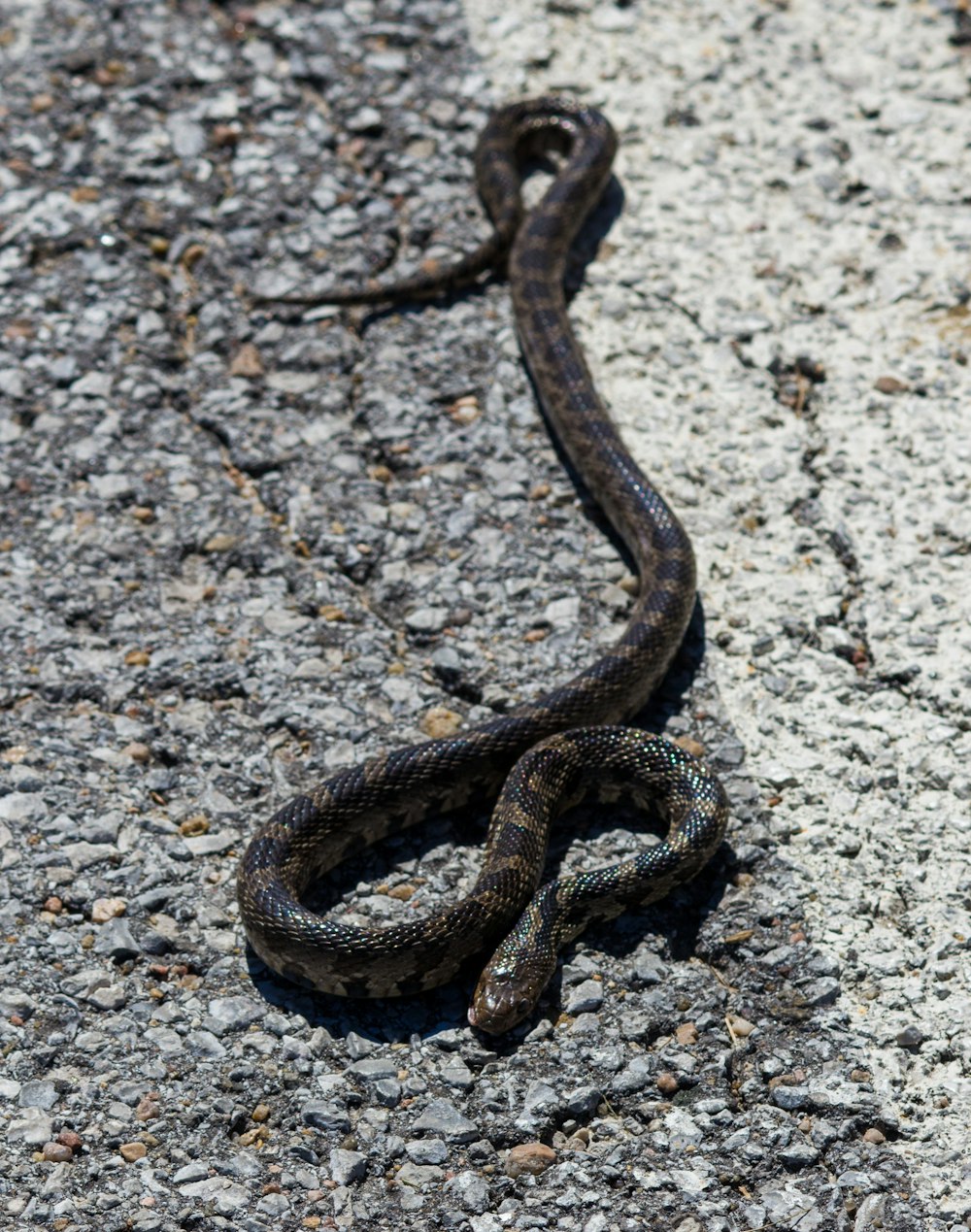 serpiente negra y marrón sobre suelo de hormigón