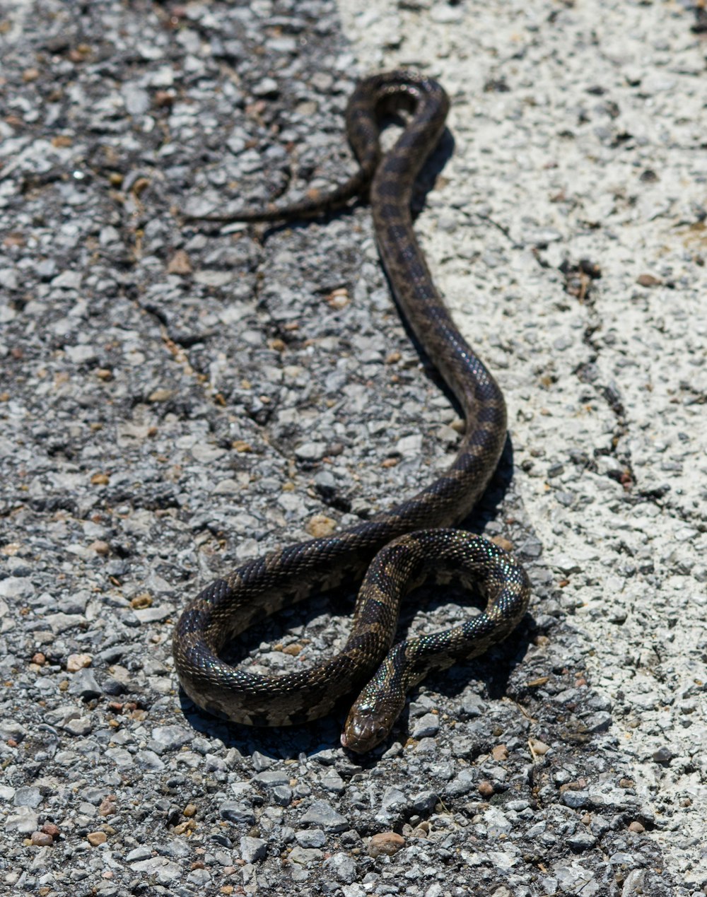 black and brown snake on concrete flooring