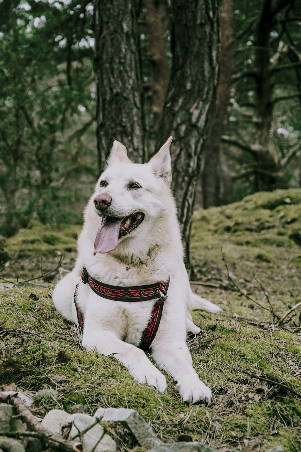 white dog on grass near trees