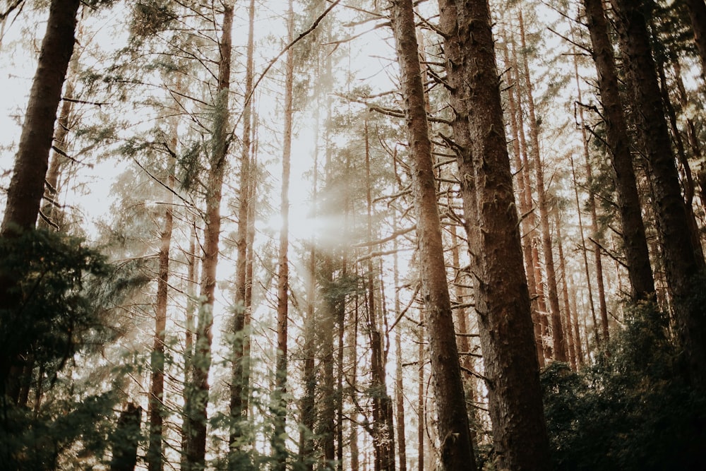 low angle photography of forest under cumulus clouds