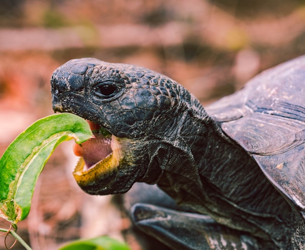 turtle eating leaf