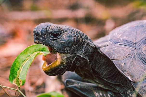 A close-up of a tortoise slowly munching on fresh green leaves in the garden.