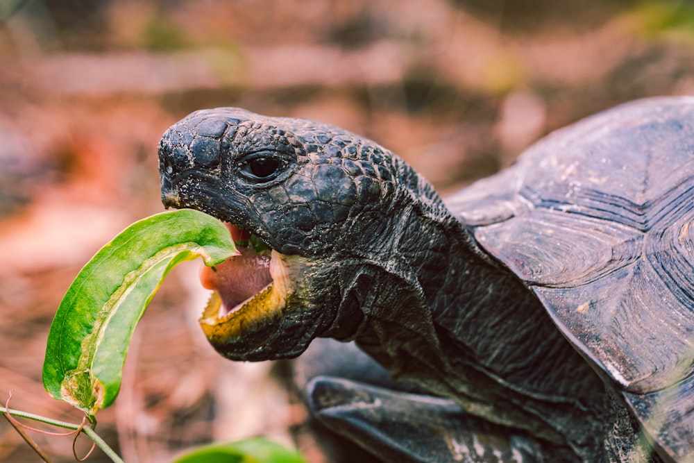 tortuga que come hoja