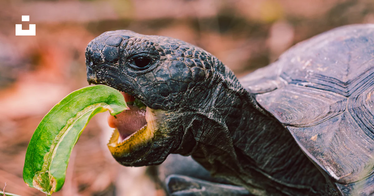 Turtle Eating Leaf Photo Free Turtle Image On Unsplash turtle-eating-leaf-photo-free-turtle-image-on-unsplash