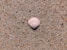 seashell on ground