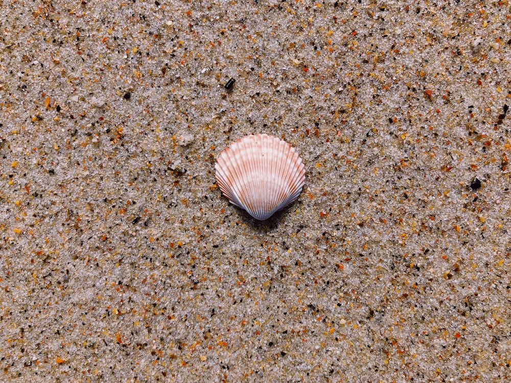 coquillage au sol