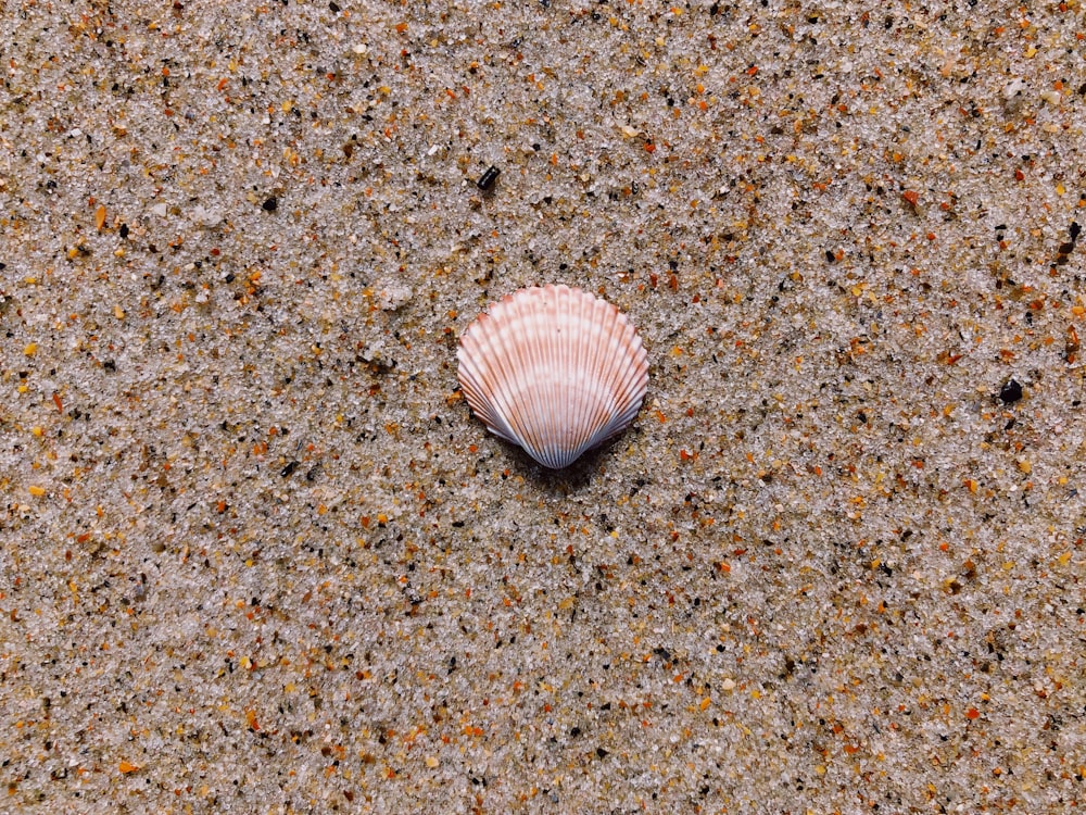 地上の貝殻