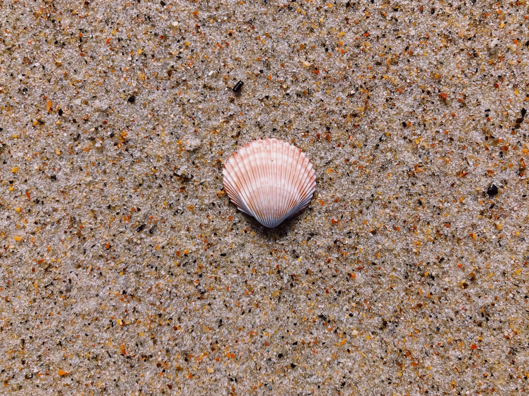 seashell on ground,