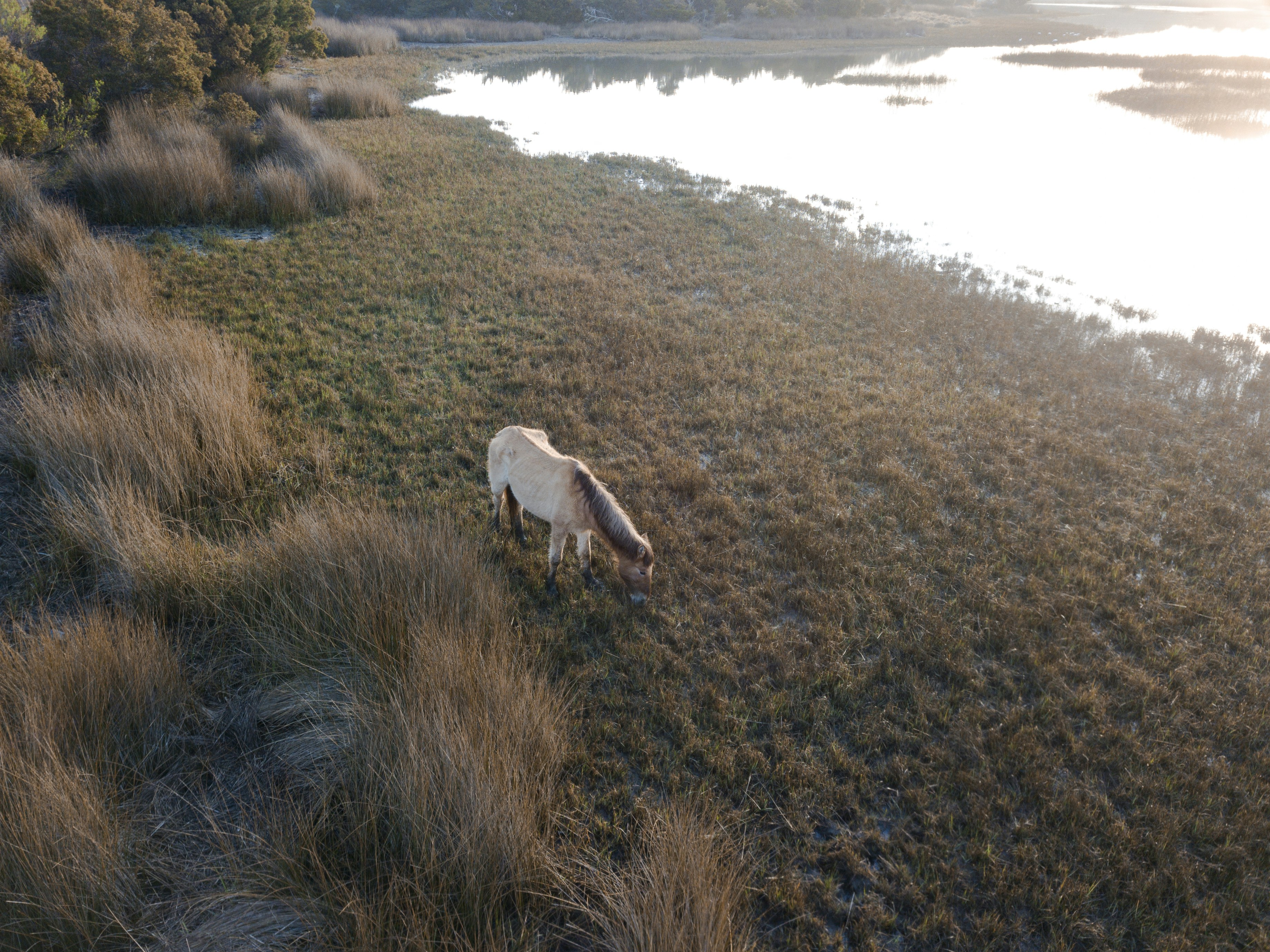 white horse eating grass near body of water