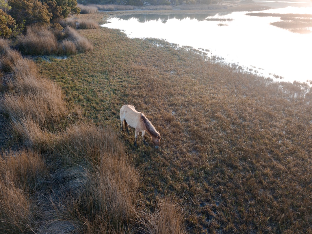 Tundra photo spot Beaufort United States