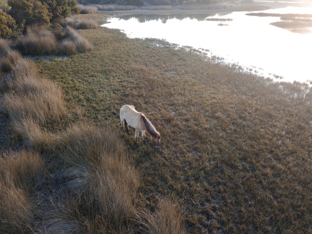 white horse eating grass near body of water