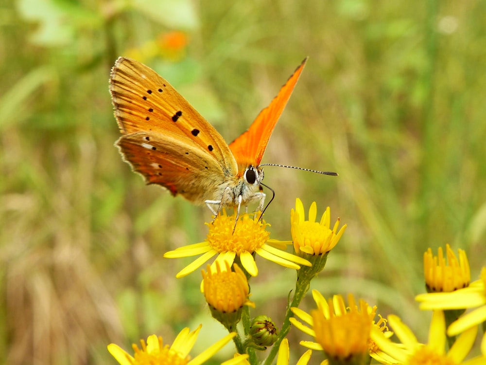 borboleta laranja empoleirada na flor de pétalas amarelas