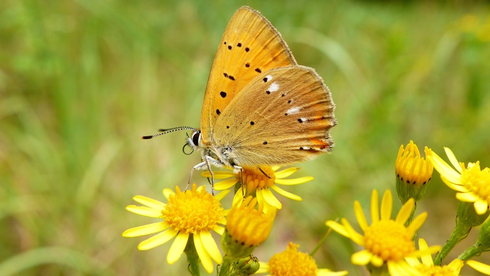 brown butterfly on yellow petaled flower