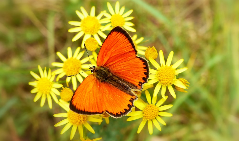orange and black butterfly on white flowers in shallow focus photography