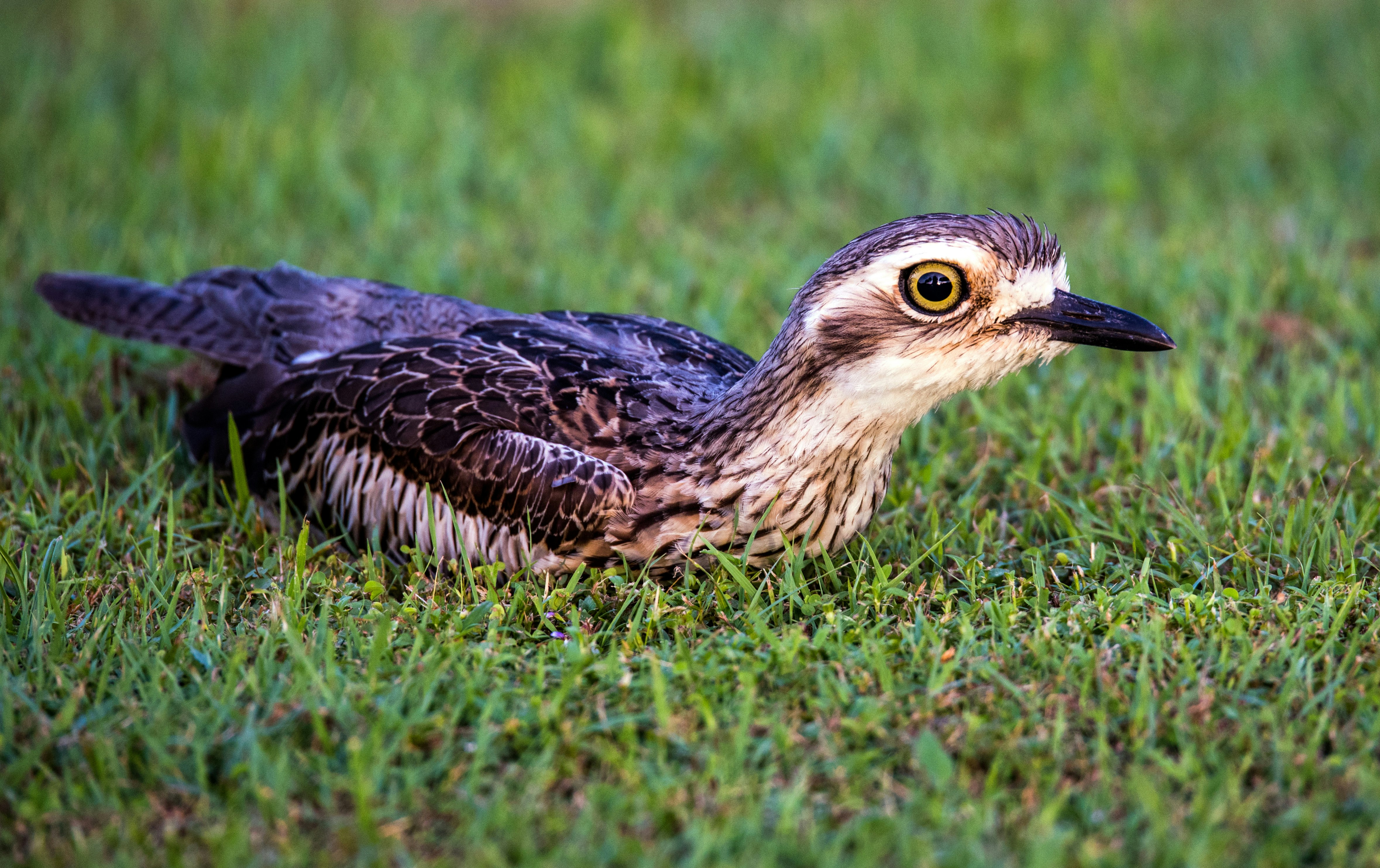 brown and white bird on grass