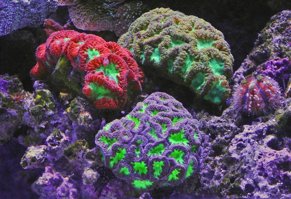 recifes de coral de cores variadas