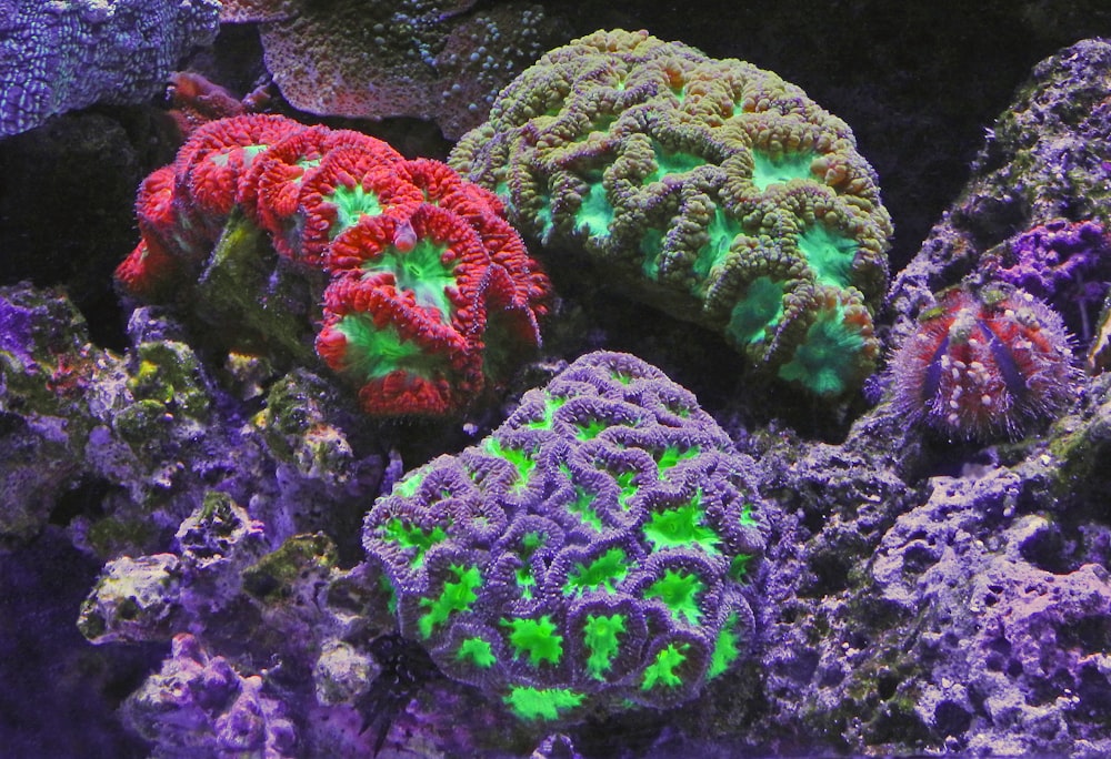 assorted-color coral reefs