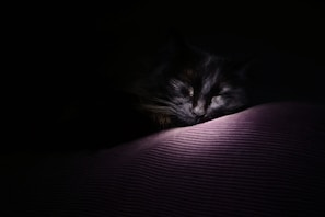 A gentle black cat resting peacefully in a cozy sunlit corner of the ranch.