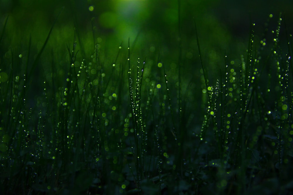 close-up photography of grasses