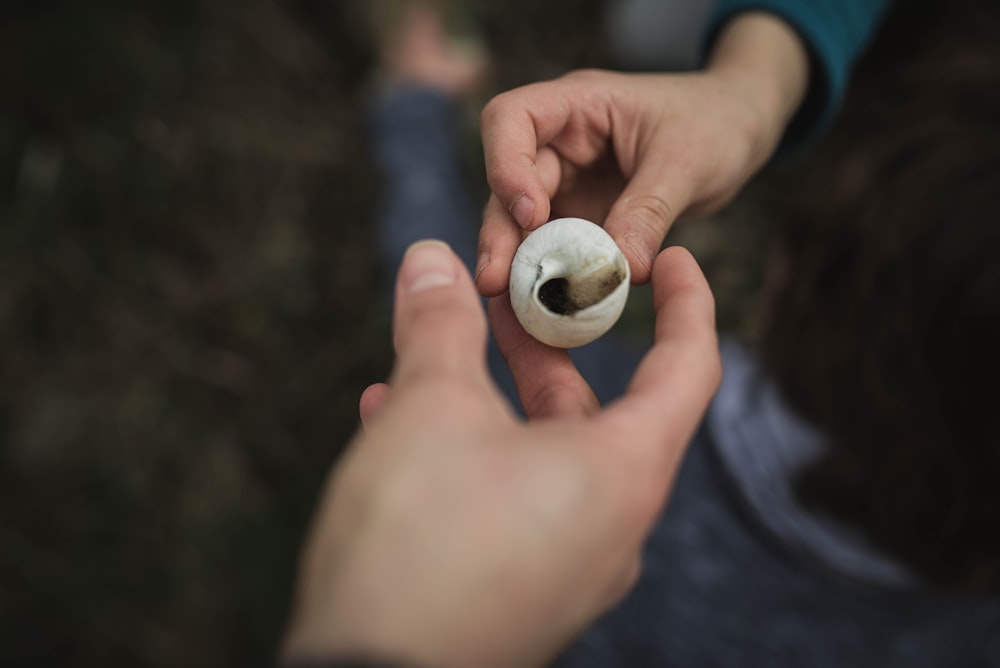 person holding white shell in macro photography