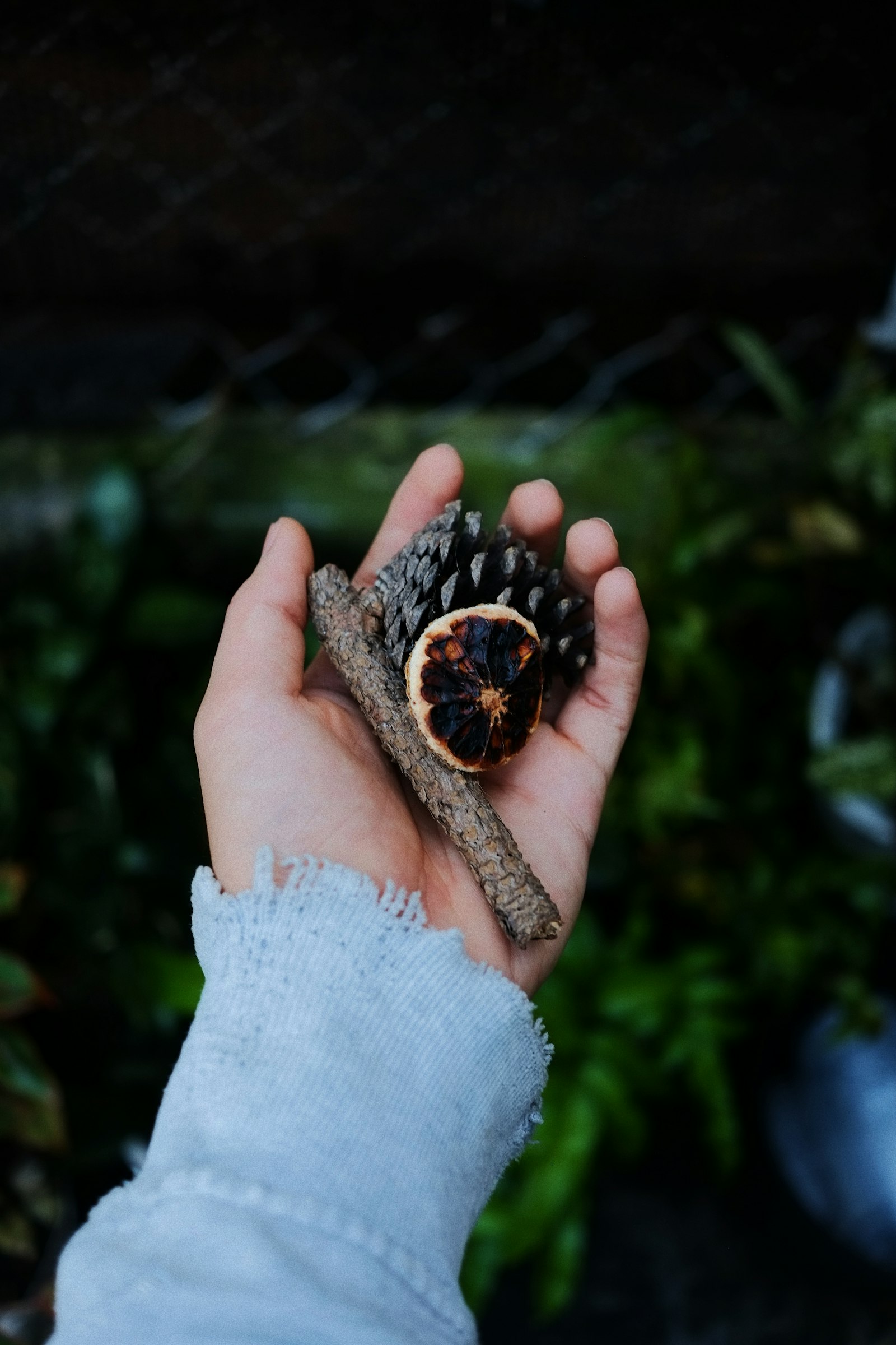 Fujifilm XF 27mm F2.8 sample photo. Person's hand holding pinecones photography