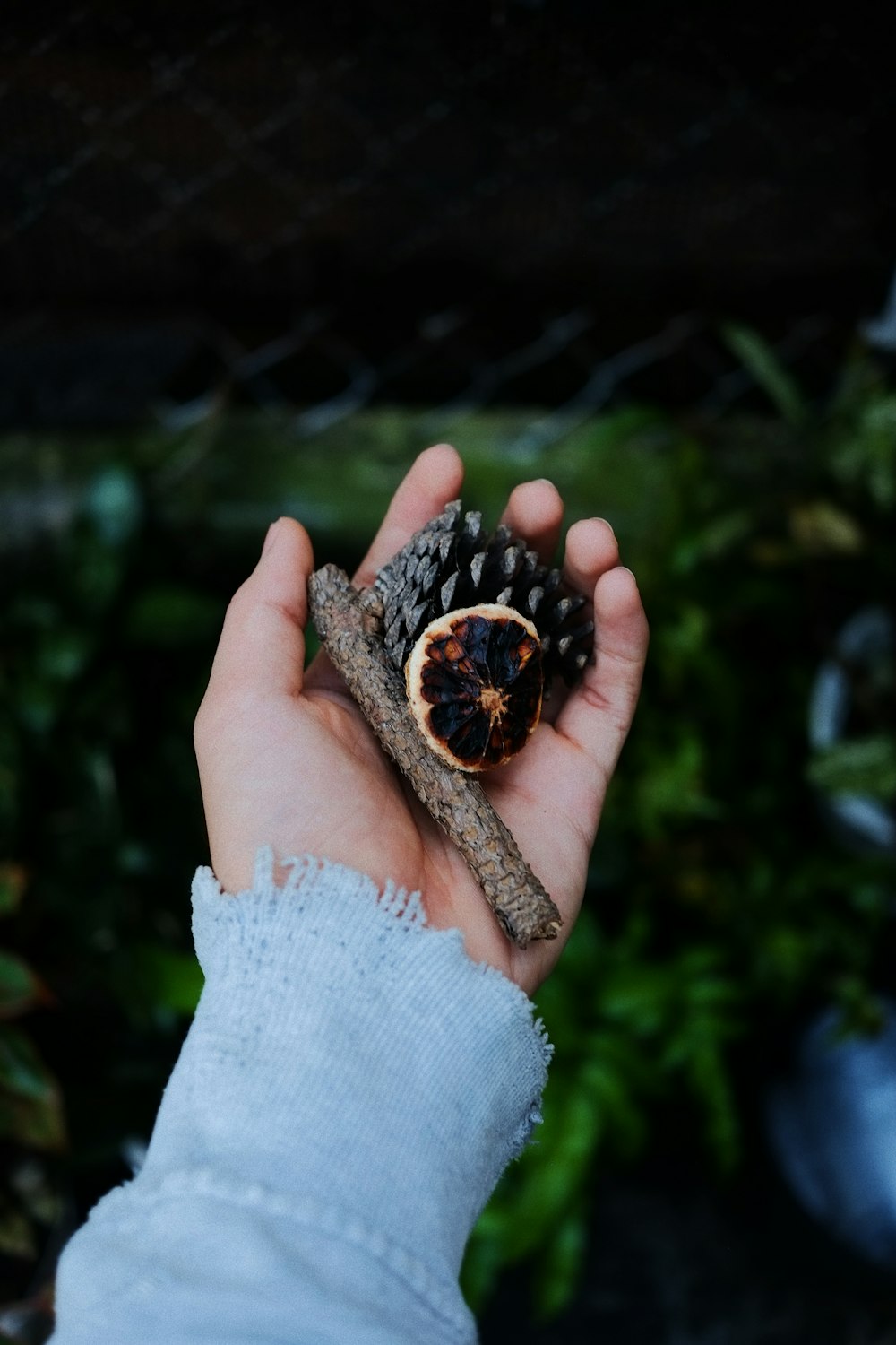 person's hand holding pinecones