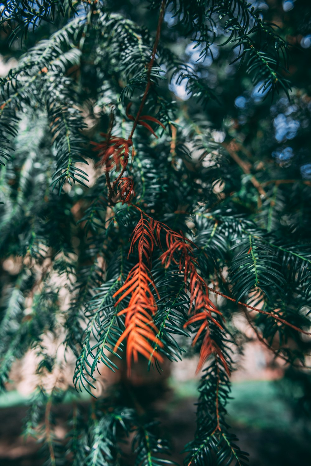 selective focus photography of green leafed plant