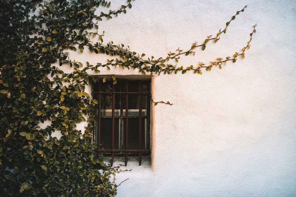 Plantas de hojas verdes cerca de la ventana