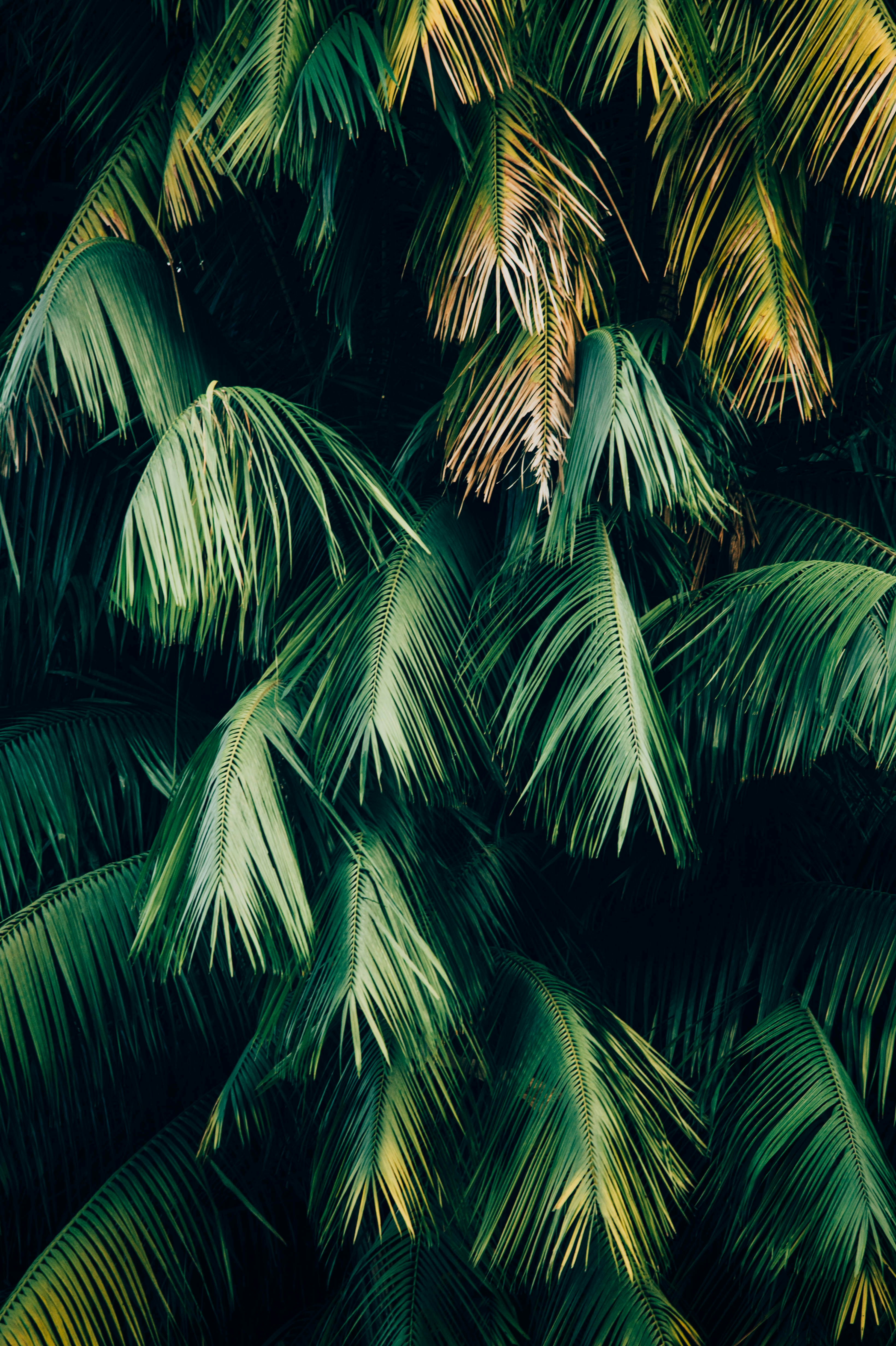 green leafed trees