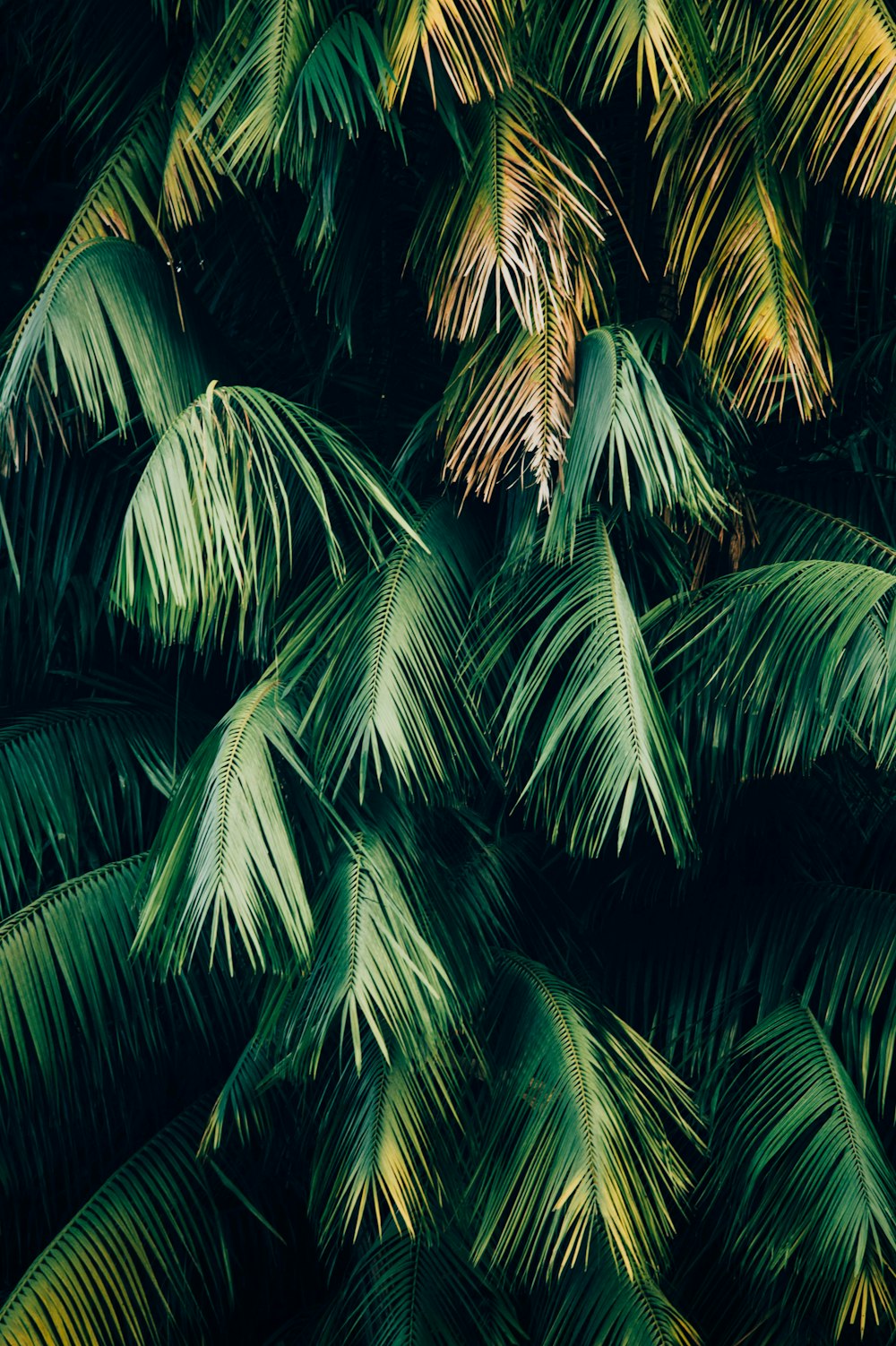 Download Android Wallpapers Unsplash