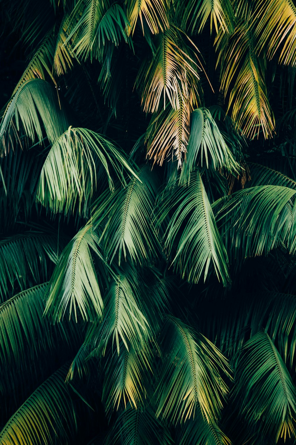 green leafed trees