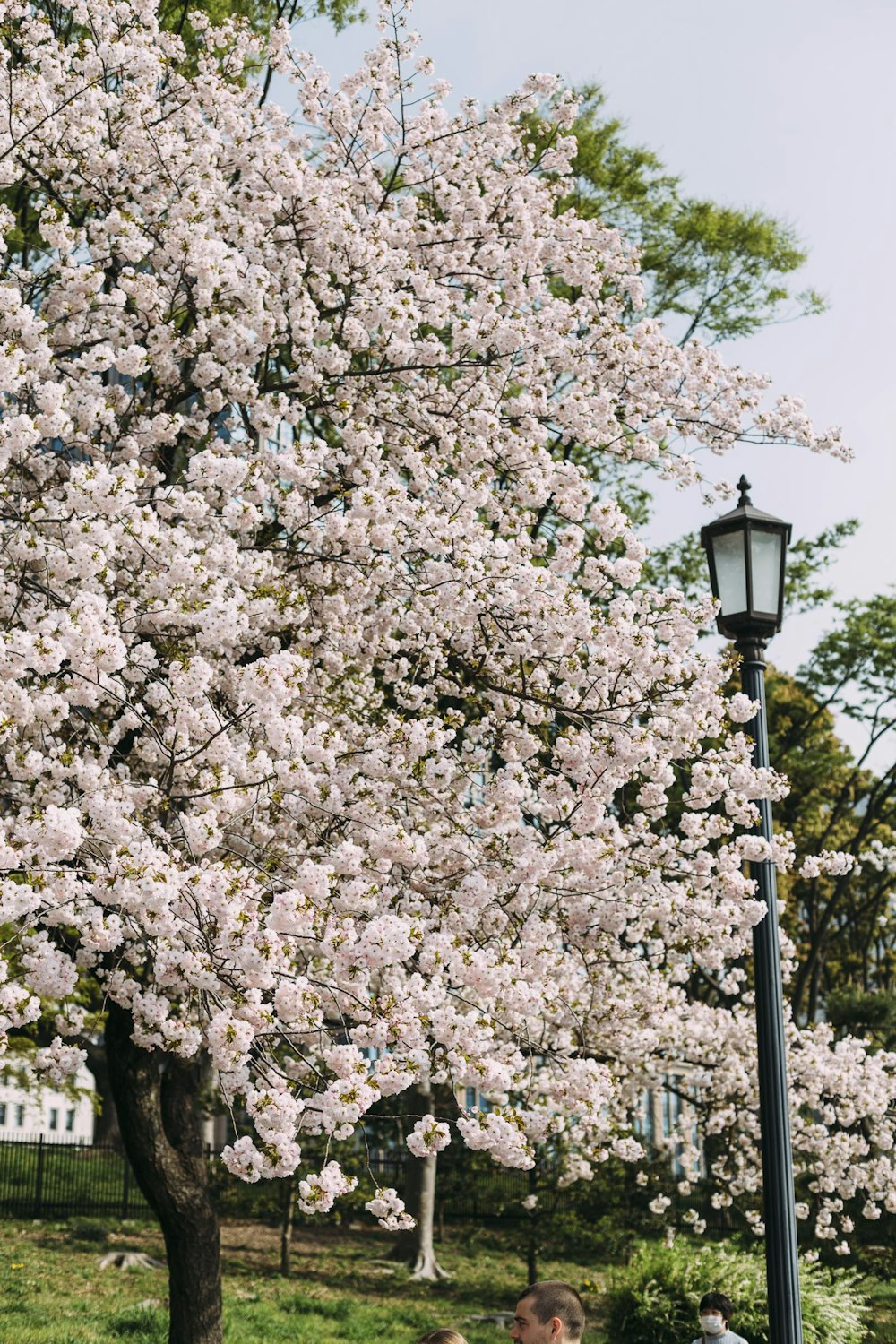light post beside cherry blossom tree