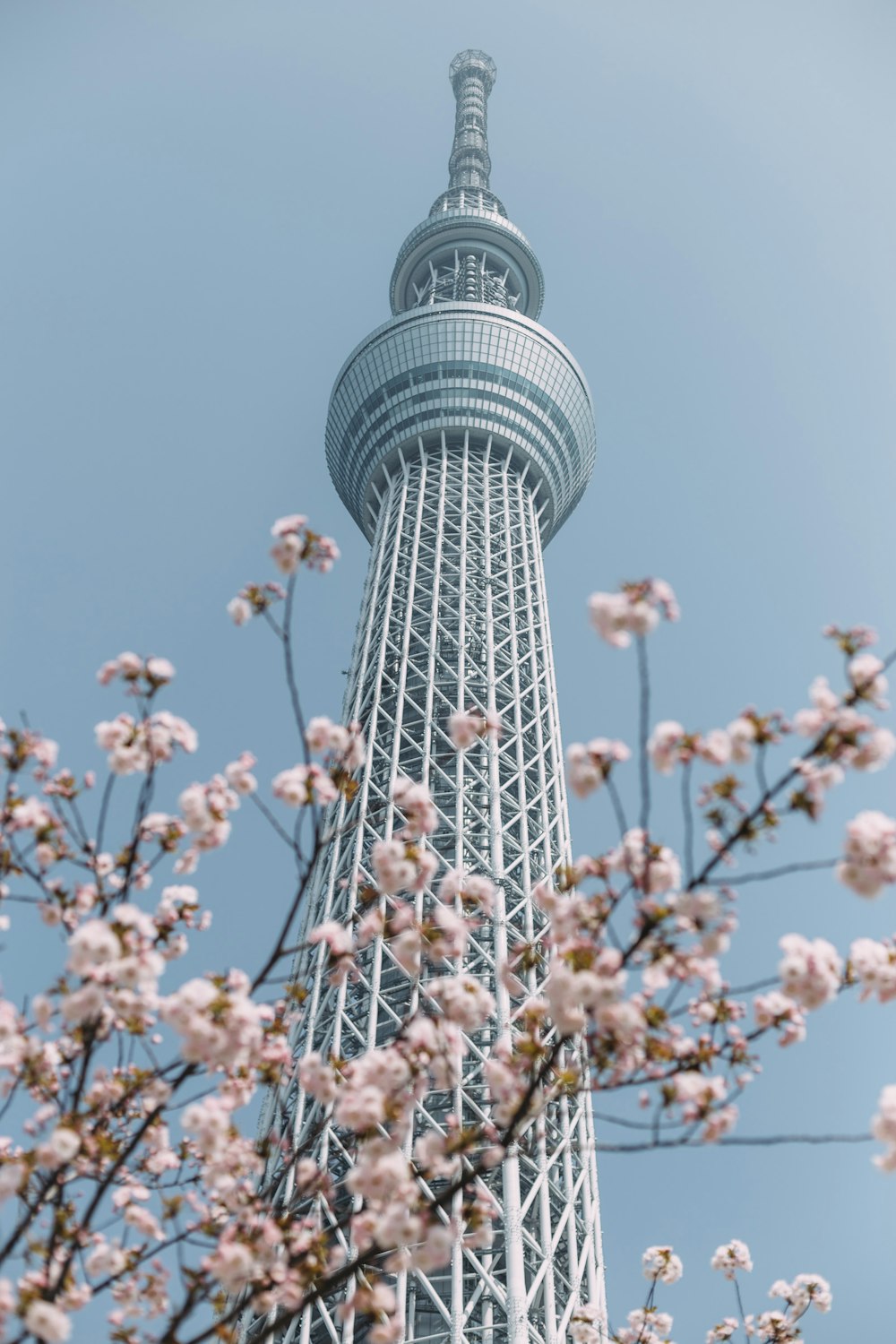 cherry blossom tree