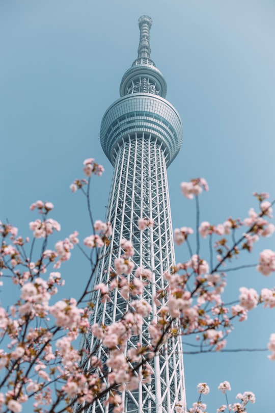 cherry blossom tree in Tokyo Skytree Japan