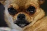 A close-up of a Biewer Terrier's expressive face.