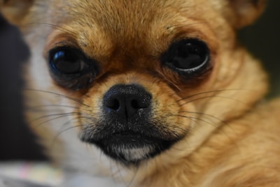 A close-up of a Biewer Terrier's expressive face.