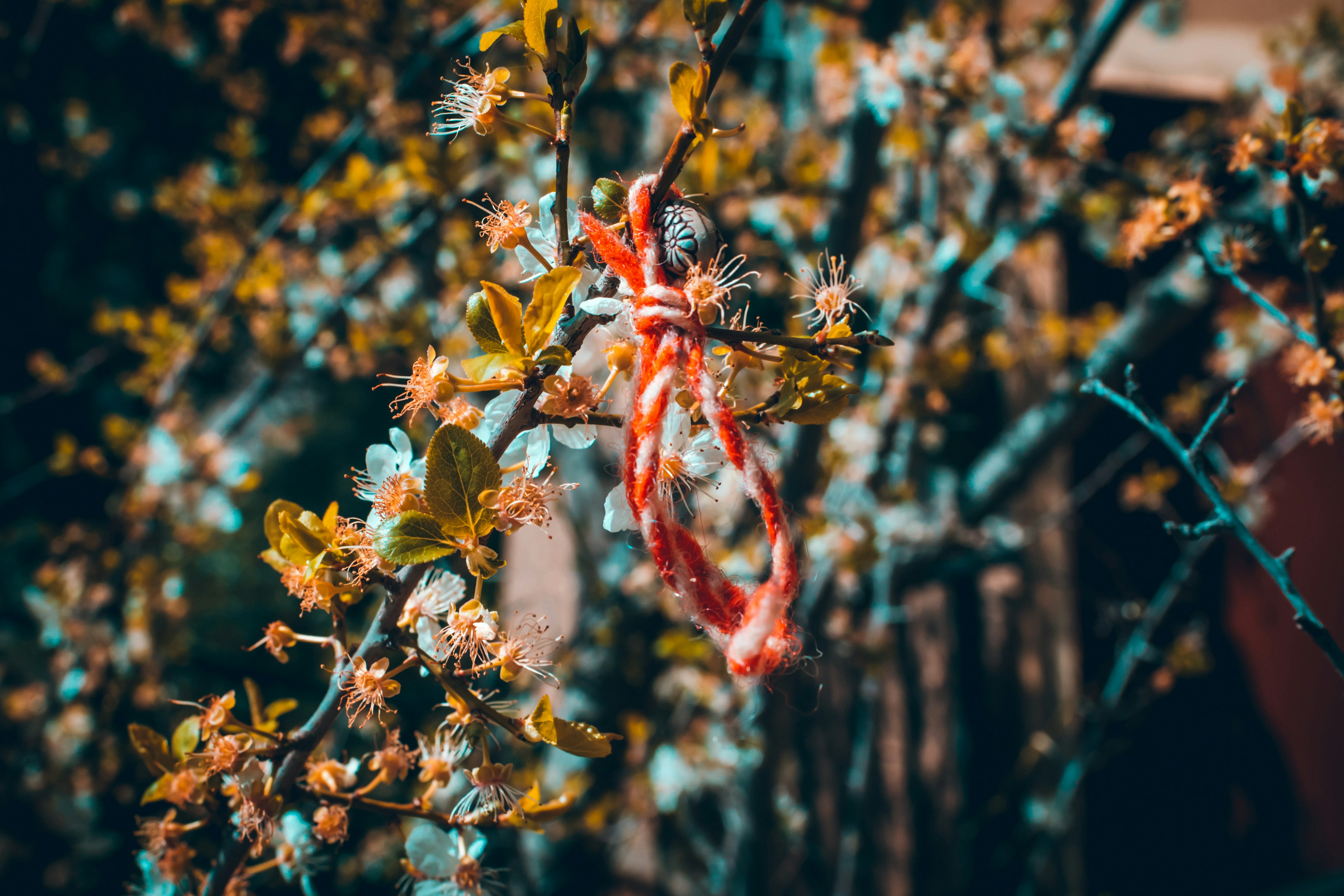 orange and white rope on white cherry blossoms