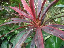 A close-up view of a bright red and purple tropical plant surrounded by green leaves in a lush garden environment. Various plant species are visible in the background.