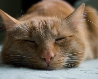 orange tabby cat sleeping on white textile