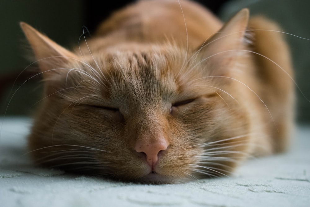 orange getigerte Katze schläft auf weißem Textil