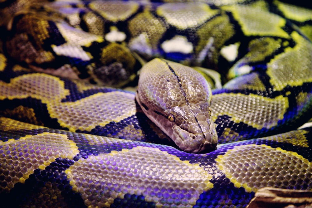 Graue und schwarze Python