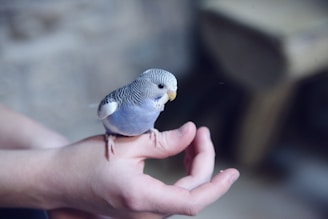 blue parakeet on hand