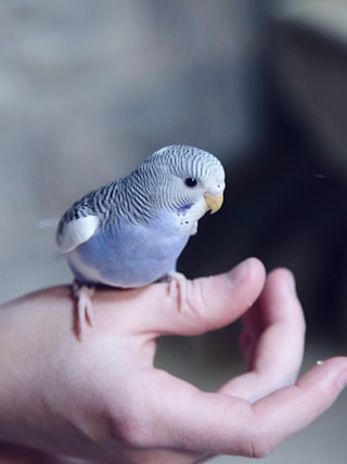 blue parakeet on hand